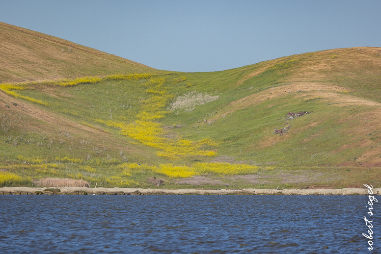 coyotehills